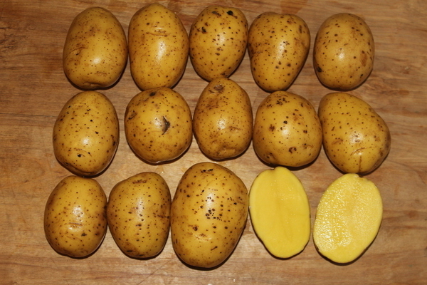 gala kentang