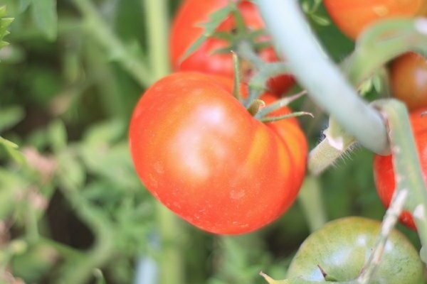 Tomato varieties
