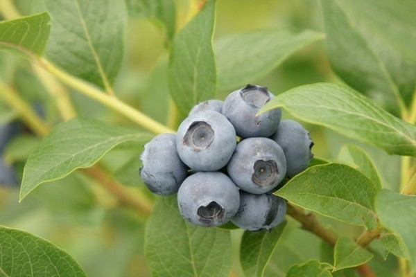 Bosbes in de tuin