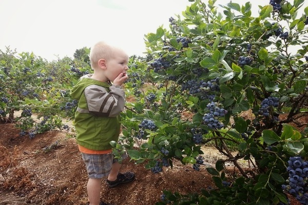 Garden blueberry