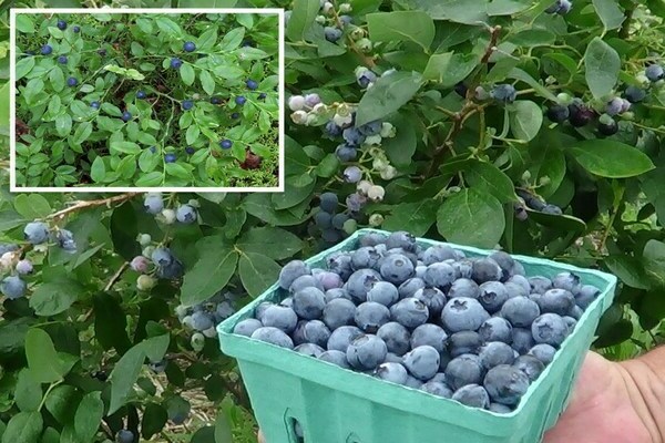 Garden blueberries: differences from blueberries