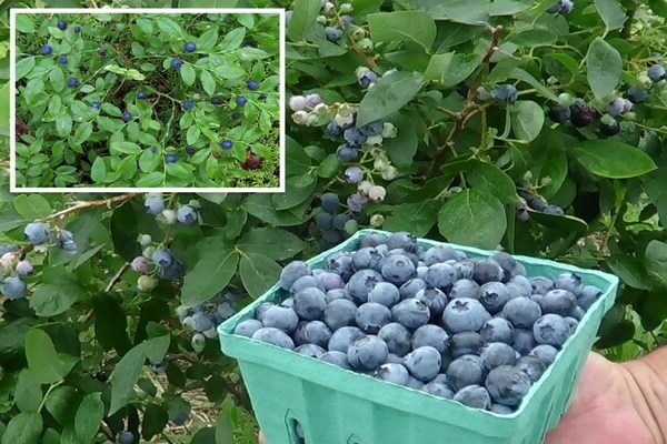 Bosbessen in de tuin: verschillen met bosbessen