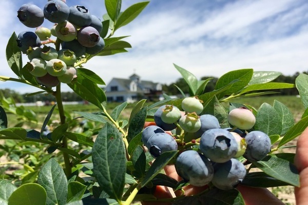 Garden blueberry photo