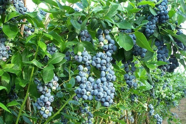 Garden blueberry photo