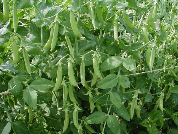 growing peas