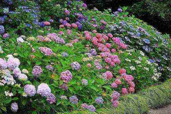 garden hydrangea