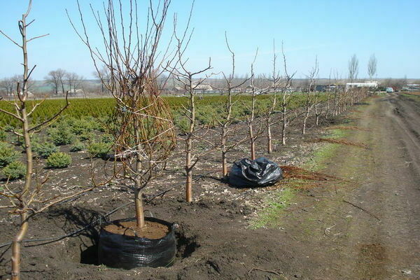 Autumn planting of pears