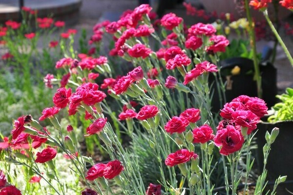 carnation planting and care