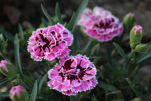 carnation planting and care