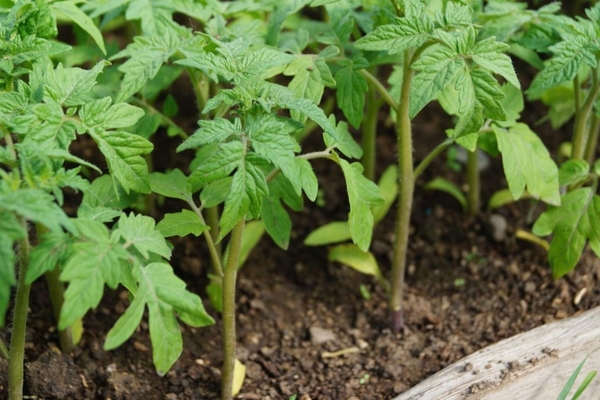 wie man Tomatensetzlinge füttert