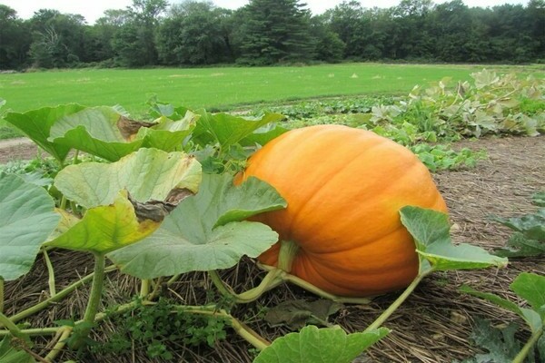 growing pumpkin