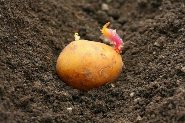 vlastnosti pestovania raných zemiakov
