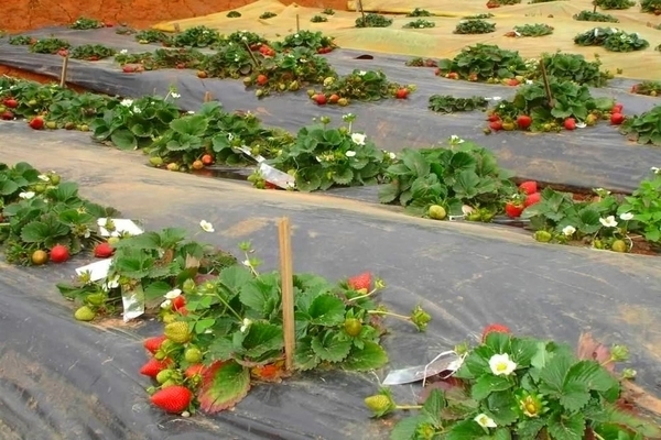 mulching strawberries with foil