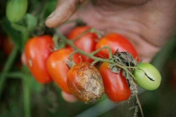 Kasna mrlja rajčice