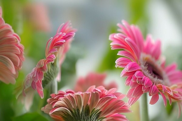 fleurs de gerbera