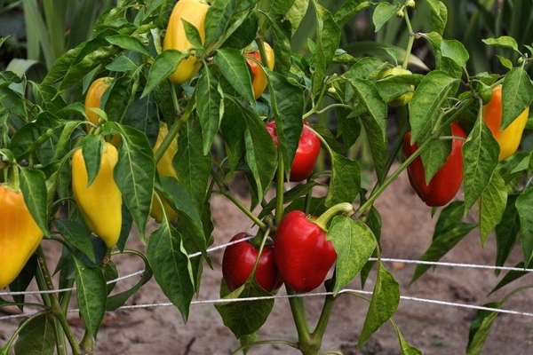 fôring av paprika etter planting i bakken