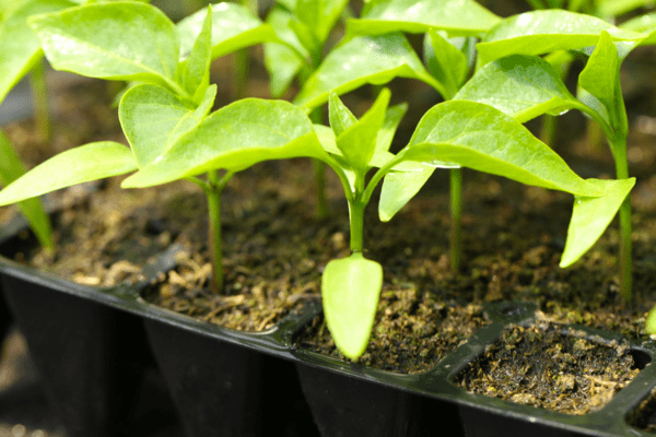 feeding pepper seedlings