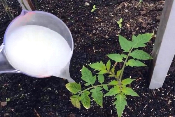 how to feed tomatoes in the ground