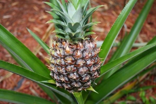 pineapple57