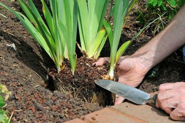 planting irises