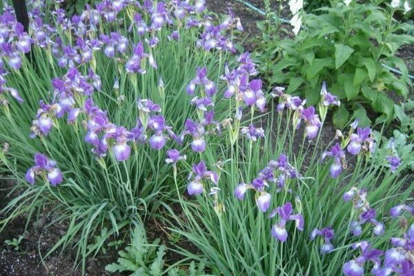 irises planting + and care