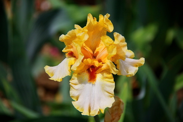 menanam iris
