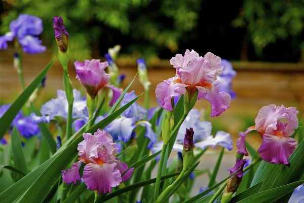 irises planting and care