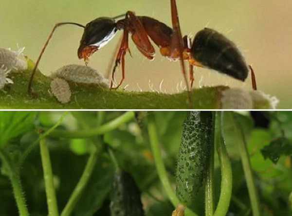 hvordan man slipper for myrer i et drivhus
