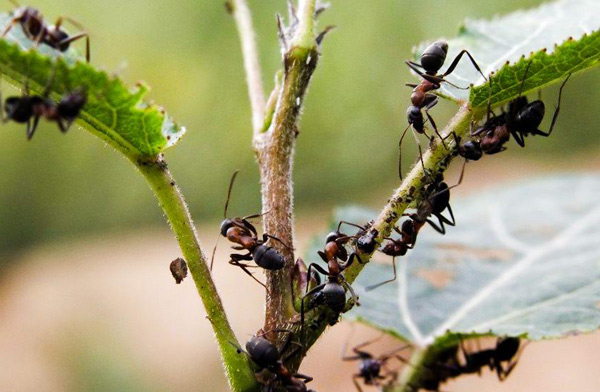 kaip atsikratyti skruzdėlių šiltnamyje