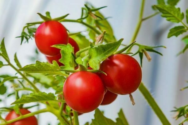 fôring av tomater med gjær i drivhuset