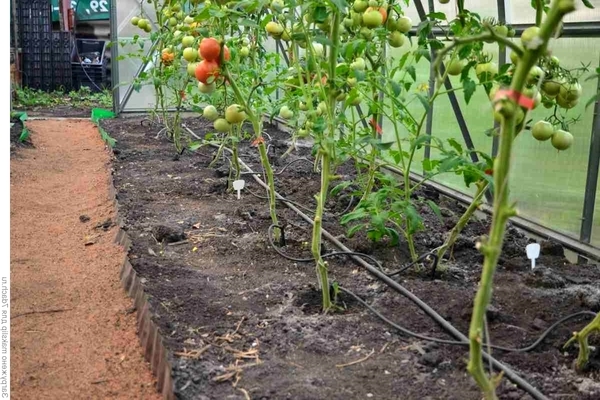how often to water tomatoes