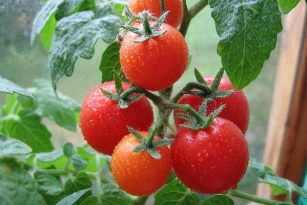 нахранете доматите