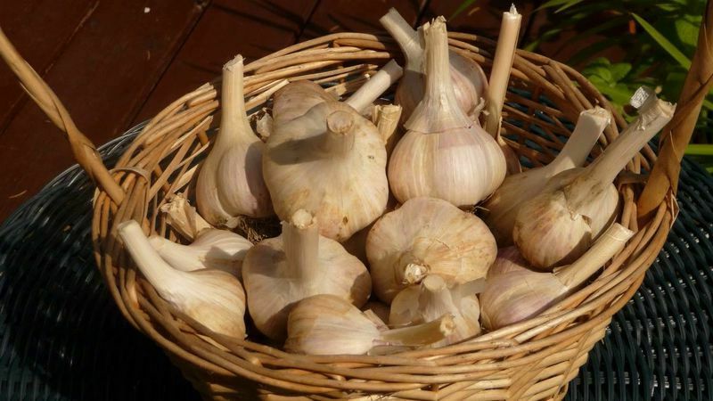preparing garlic for storage
