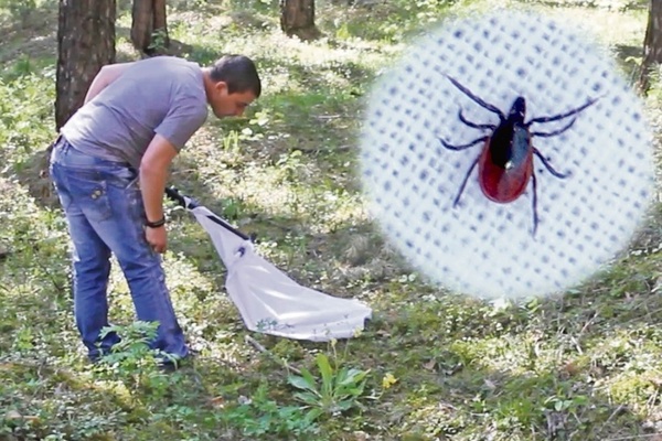 how to get rid of ticks at their summer cottage