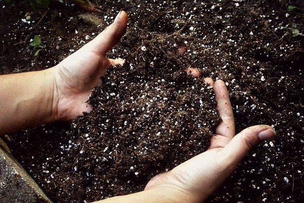 how to disinfect the ground before planting seedlings