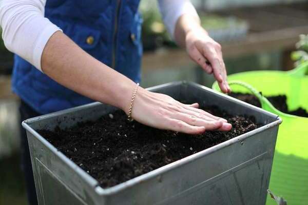 hvordan desinfiseres bakken før planting