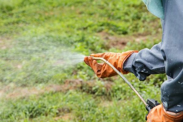 how to disinfect the ground for seedlings