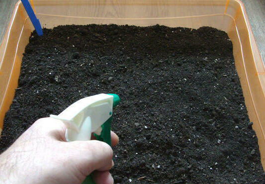 how to disinfect the ground before planting