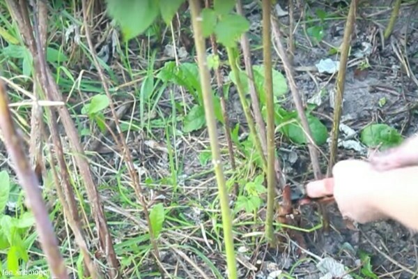 How to prune raspberries to prolong fruiting