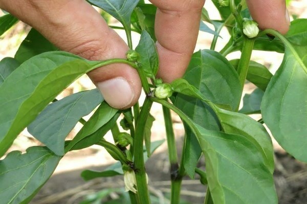 How to pinch pepper: what is the essence of pinching