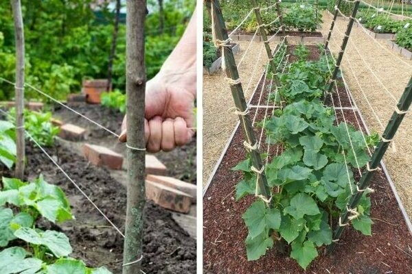 Как да връзваме краставици правилно: как да връзваме краставици на открито