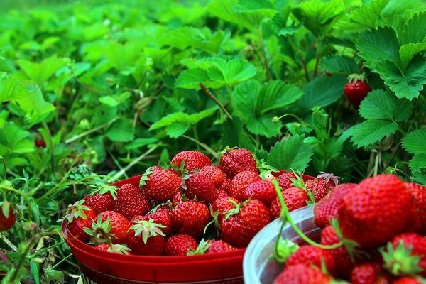 Cara menanam strawberi untuk penuaian yang kaya