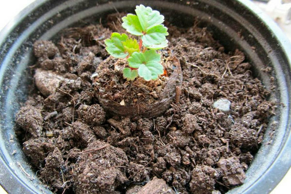 Как да засадите ягоди със семена