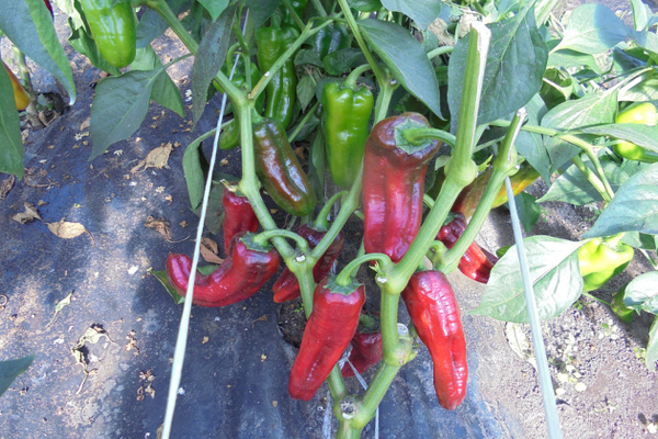 kakadue pepper