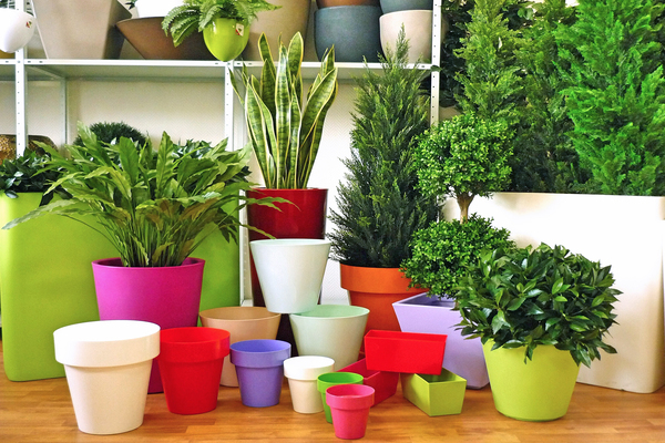 Which plant which pot