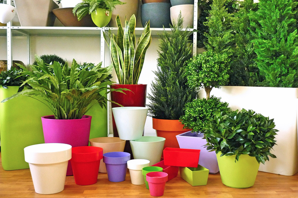 Welke plant welke pot