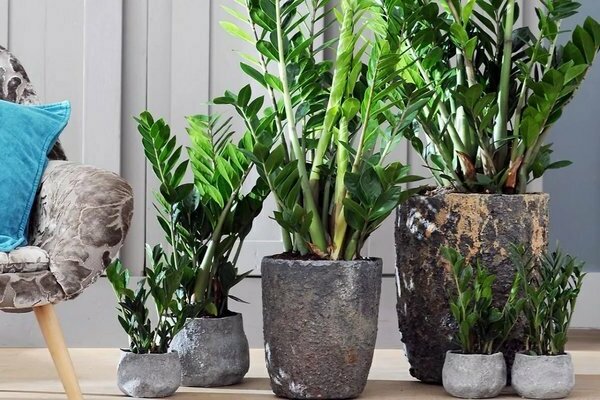 Em quais vasos para plantar plantas de interior zamiokulkas