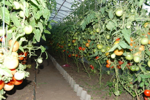Kŕmenie paradajok vápnikom