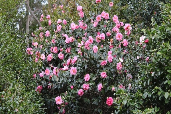 Camellia tree planting and care
