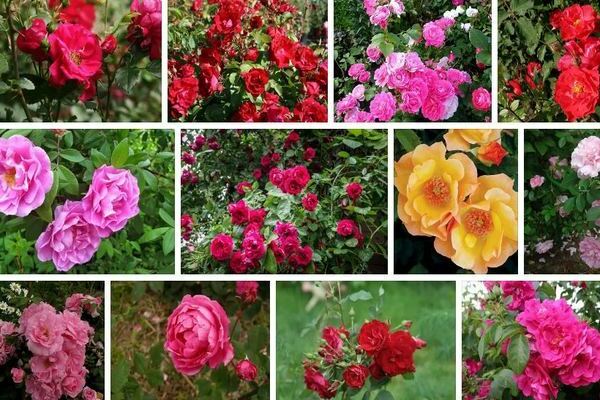 Canadiske roser: funktioner i denne række roser